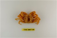 藏品(拉氏清溪蟹)的圖片